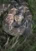 Missouri River bull snake lunch.jpg (61kb)